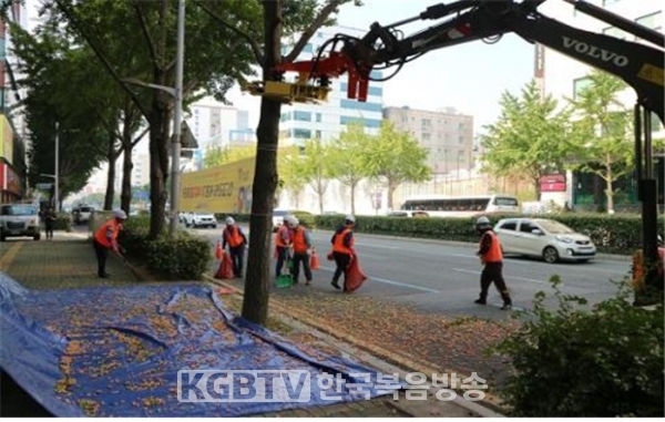 부산광역시는 시민 불편을 초래하는 은행나무 가로수 열매에 대해 작년에 이어 올해도 조기 채취에 나선다. (사진제공 : 부산광역시)